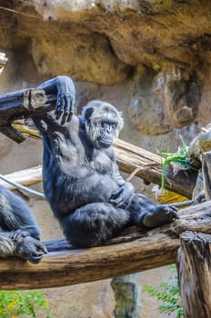 Chimpanzees, chim monkeys in Loro Parque, Tenerife, Canary Islands