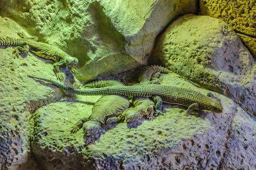 Plated lizzard in Loro Parque, Tenerife, Canary Islands