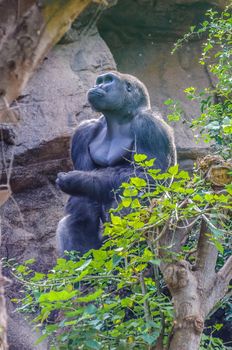 Portrait of a western lowland gorilla in Loro Parque, Tenerife, Canary Islands.