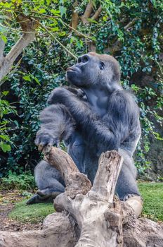 Portrait of a western lowland gorilla in Loro Parque, Tenerife, Canary Islands.