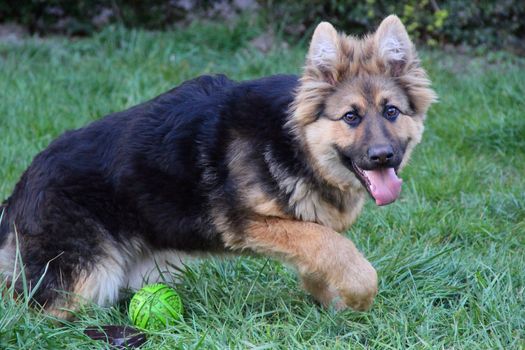 friendly, happy young  shepherd closeup on the green grass with ball. photo