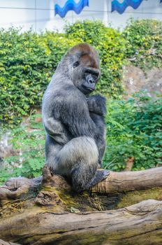 Portrait of a western lowland gorilla in Loro Parque, Tenerife, Canary Islands.