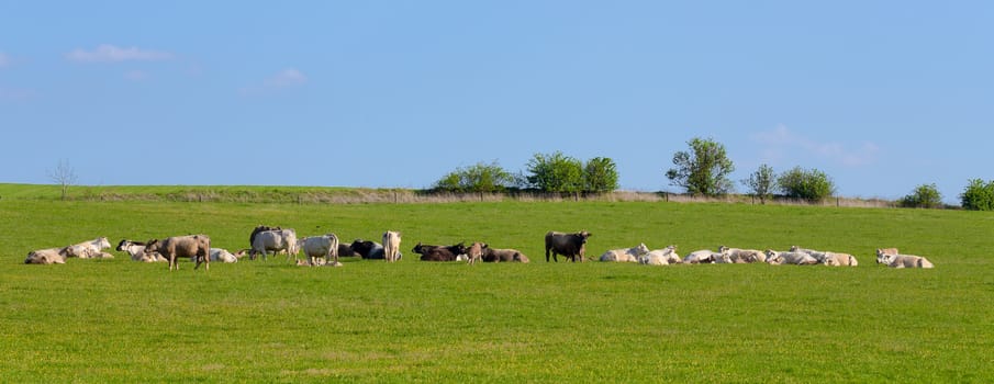 Herd of cows on green grass, rural scene, countryside tranquil landscape