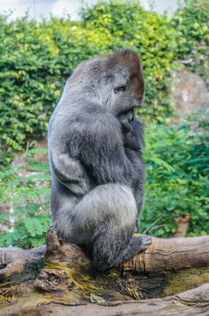 Portrait of a western lowland gorilla in Loro Parque, Tenerife, Canary Islands.