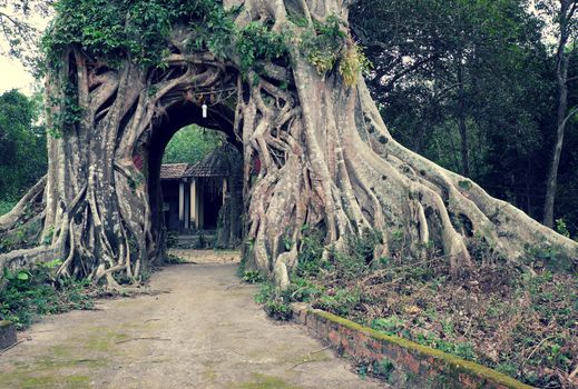 Amazing old tree with big root at ancient temple, Quang Ngai, Vietnam, impression root make gate for entrance