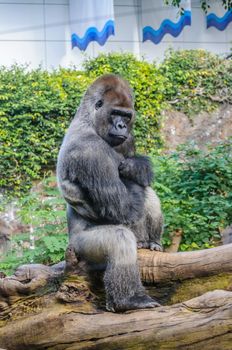 Portrait of a western lowland gorilla in Loro Parque, Tenerife, Canary Islands.