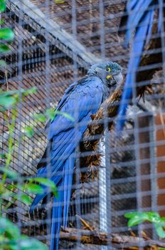 Blue macaw parrot sitting on a branch in Puerto de la Cruz, Santa Cruz de Tenerife,Tenerife, Canarian Islands.