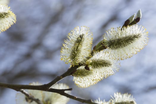 Willow Flowers Close Up macro image.