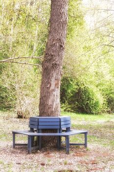 Bench around Oak tree Stem with vegetation behind.