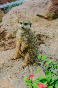 Suricate in Loro Parque, Tenerife, Canary Islands