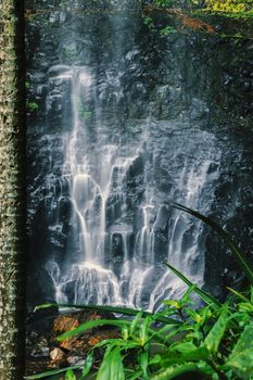 Purling brook Falls at Springbrook National Park in Queensland.