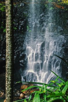 Purling brook Falls at Springbrook National Park in Queensland.