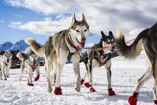 musher dogteam driver and Siberian husky at snow winter competition race in forest