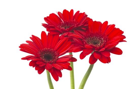 red gerbera flowers