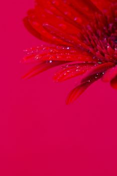 red gerbera flower
