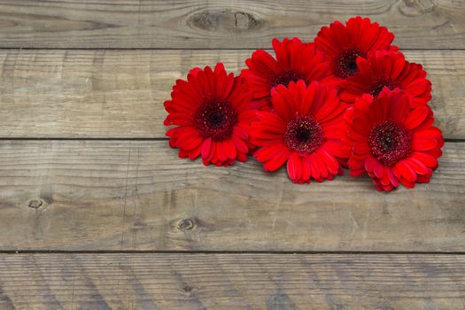 red gerbera flowers on wooden background