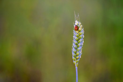 A pretty lady bug perching on the top of a bud