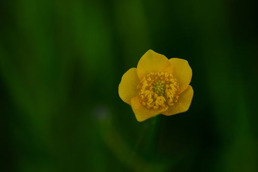 Closeup photo of a tiny yellow flower