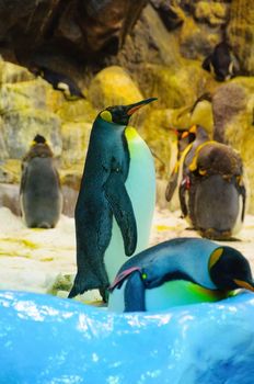 Big King penguins in Loro Parque, Tenerife, Canary Islands