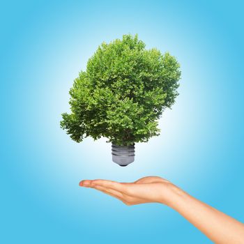 Light bulb in woman hand, green tree growing out of a bulb