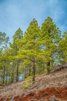 Canarian pines, pinus canariensis in the Corona Forestal Nature Park, Tenerife, Canary Islands