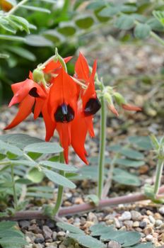 Sturts desert pea - floral emblem of south australia and the icon of the australian outback