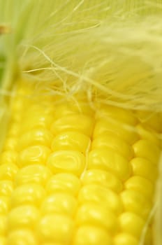 Detail shot of fresh corn on cob closeup