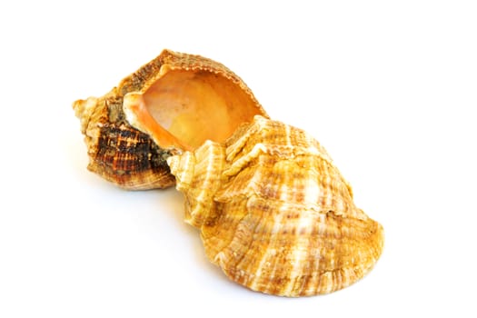 Two sea shells on a white background