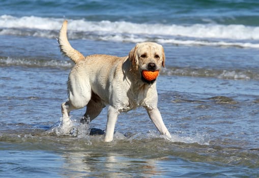 cute nice yellow labrador with orange ball