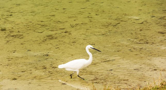 Dwarf Heron in search of food