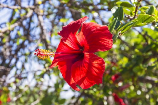 Red Hibiscus flower covered with raindrops