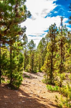 Canarian pines, pinus canariensis in the Corona Forestal Nature Park, Tenerife, Canary Islands