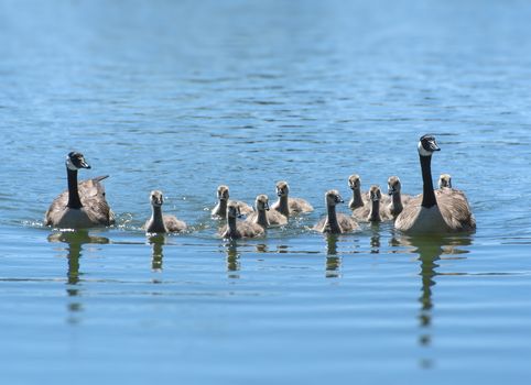 Canada Geese family with ten goslings swimming.