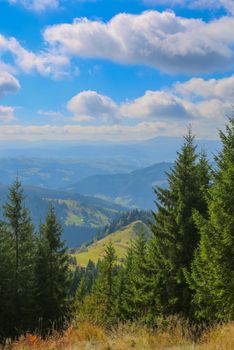 Green fir trees in the hills on a sunny day. Mountains visible to the horizon.