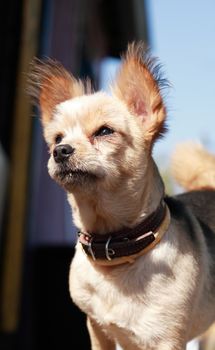 Small funny dog in collar looking to camera