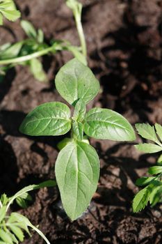 Spring season symbol. Agriculture plant with green leaves on ground background