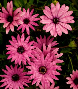 Beauty Magenta Garden Daisy Flowers on Blurred Flower and Leafs background Outdoors