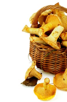 Perfect Raw Chanterelles with Dry Leafs and Green Grass in Wicker Basket Cross Section on White background