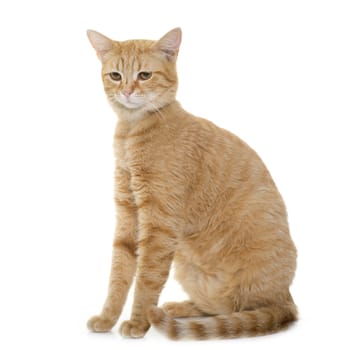 ginger cat in front of white background