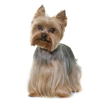 yorkshire terrier in front of white background