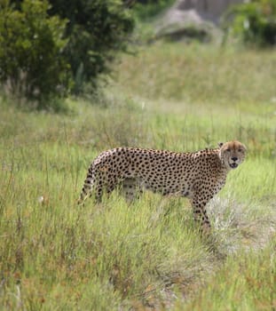 Cheetah Botswana Africa savannah wild animal picture;Cheetah Botswana Africa savannah wild animal picture;