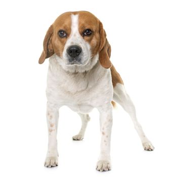 adult beagle in front of white background