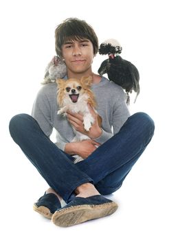 teen, chihuahua,and chicken in front of white background