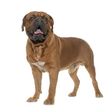 Bordeaux mastiff in front of white background