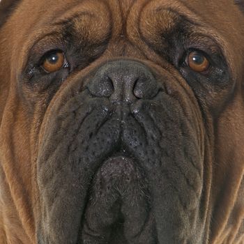 Bordeaux mastiff in front of white background