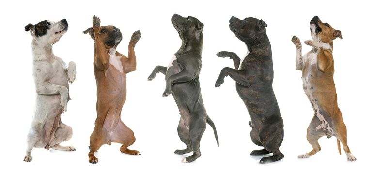 staffordshire bull terrier standing up in front of white background