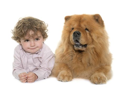 chow chow and boy in front of white background