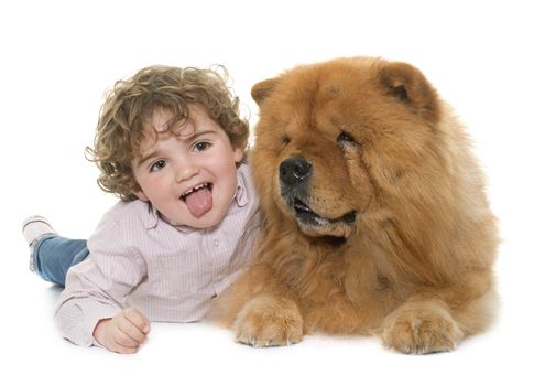 chow chow and boy in front of white background