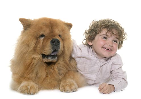 chow chow and boy in front of white background