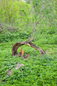 bough of old willow tree in spring